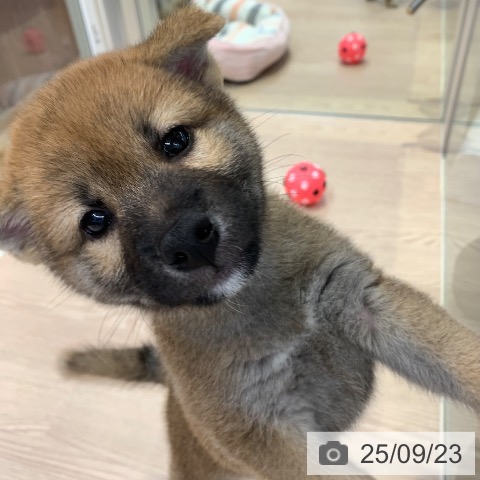 柴の写真