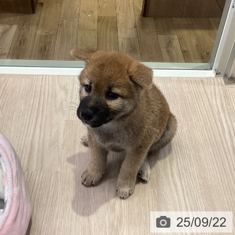 柴の写真