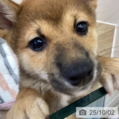 柴の写真