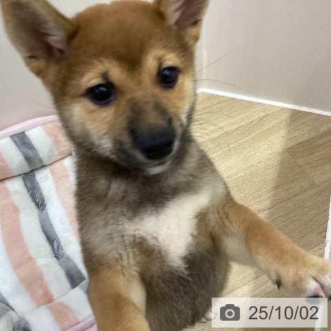 柴の写真