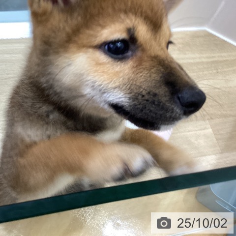 柴の写真