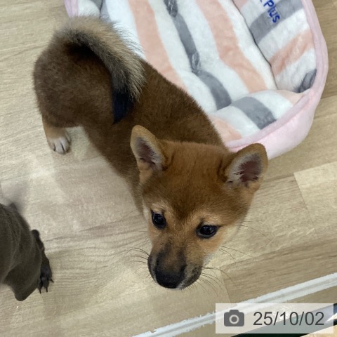 柴の写真