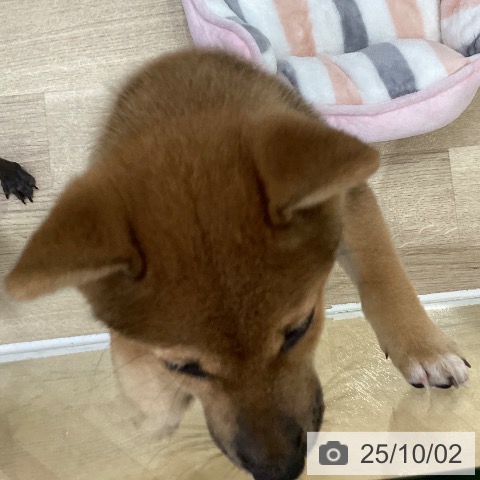 柴の写真