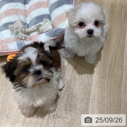 マルチーズの写真