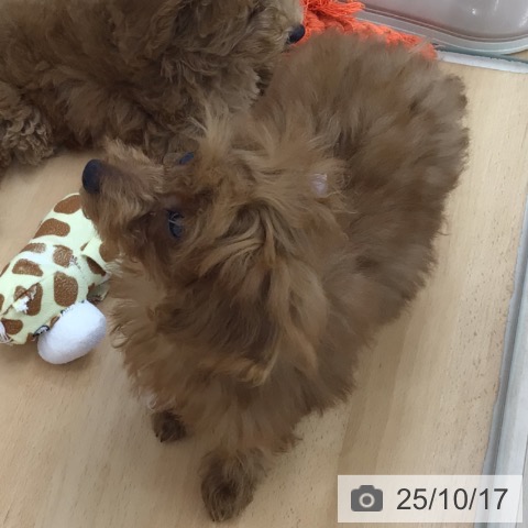 トイ・プードルの写真