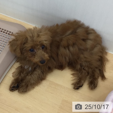 トイ・プードルの写真