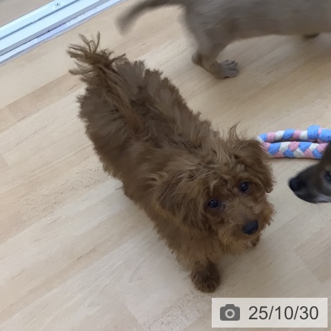 トイ・プードルの写真