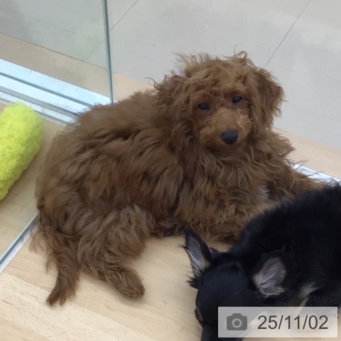 トイ・プードルの写真