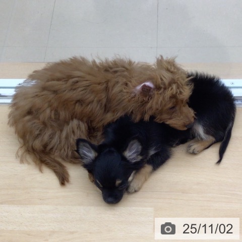 トイ・プードルの写真