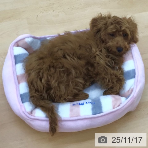 トイ・プードルの写真