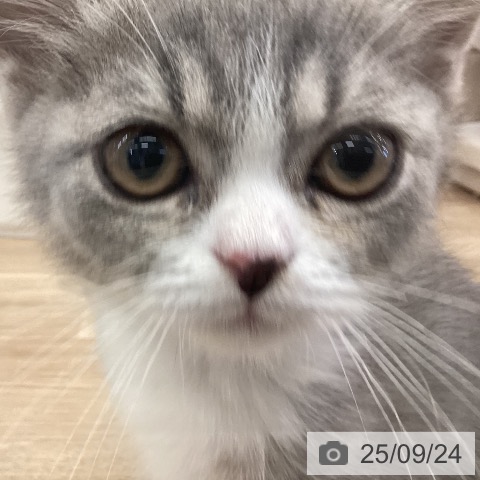 マンチカンの写真