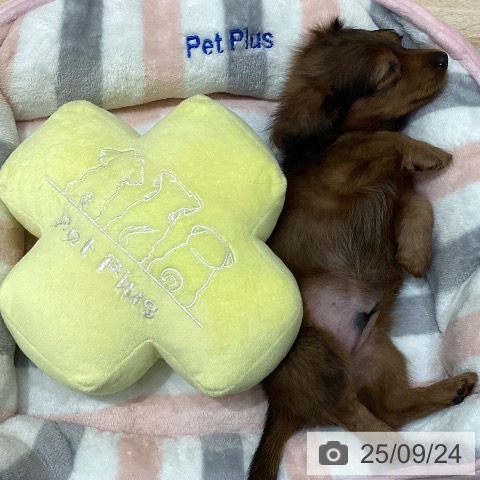 ミニチュア・ダックスフンドの写真
