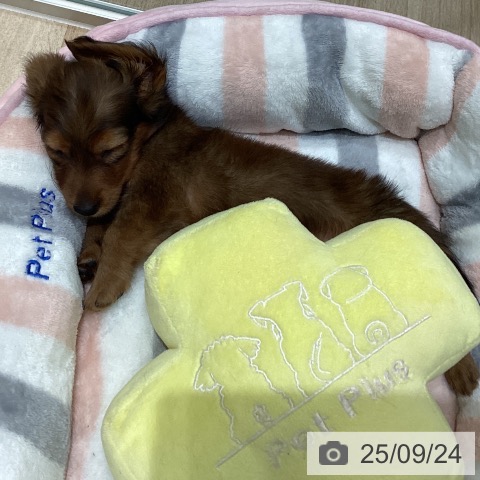 ミニチュア・ダックスフンドの写真