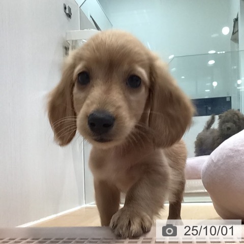 ミニチュア・ダックスフンドの写真