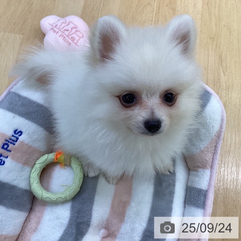 ポメラニアンの写真