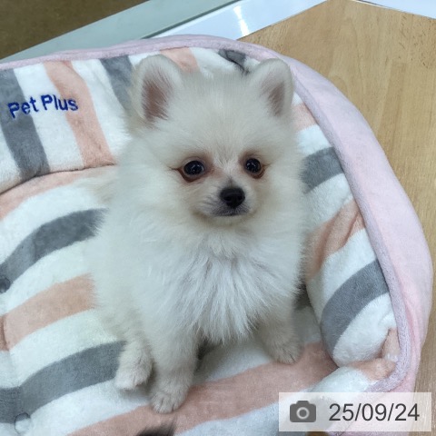 ポメラニアンの写真