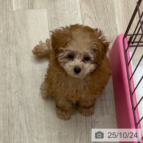 トイ・プードルの写真