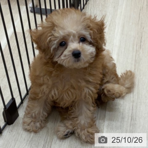 トイ・プードルの写真