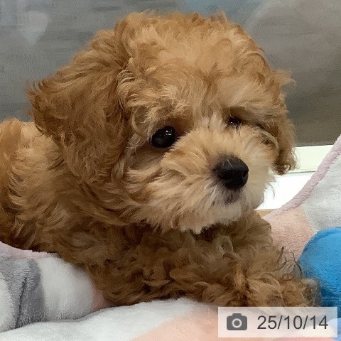 トイ・プードルの写真