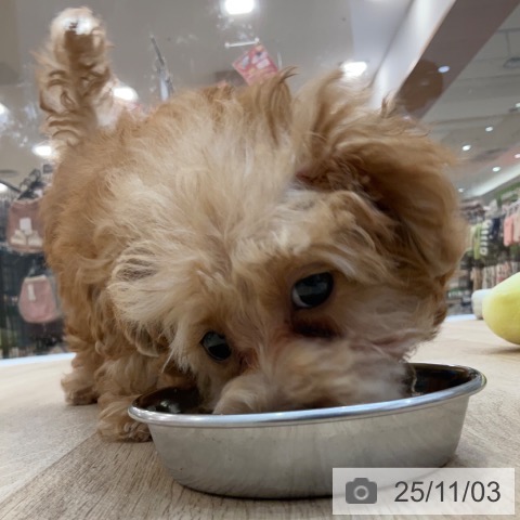 トイ・プードルの写真