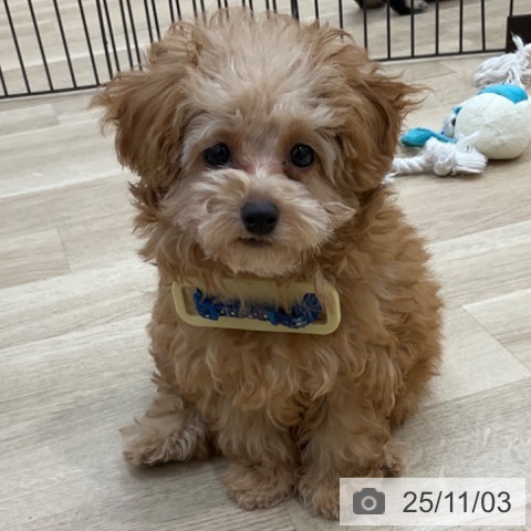 トイ・プードルの写真