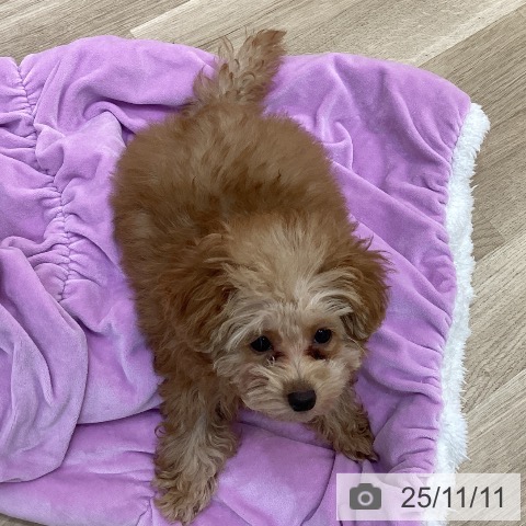 トイ・プードルの写真