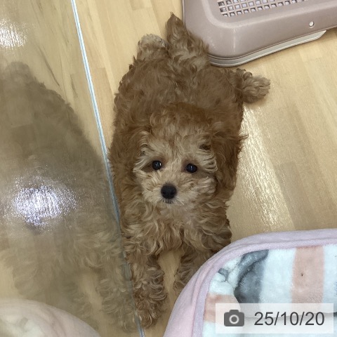 トイ・プードルの写真