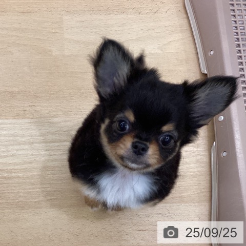 チワワの写真