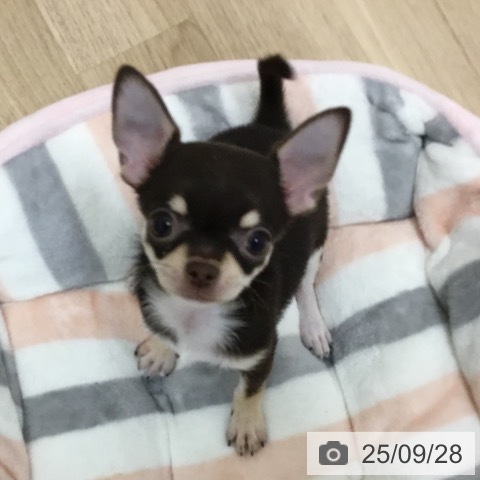 チワワの写真