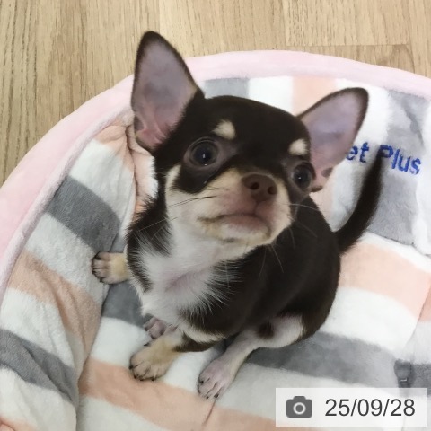 チワワの写真