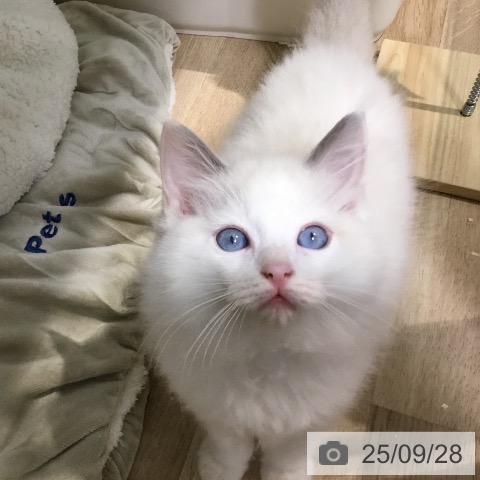 ラグドールの写真