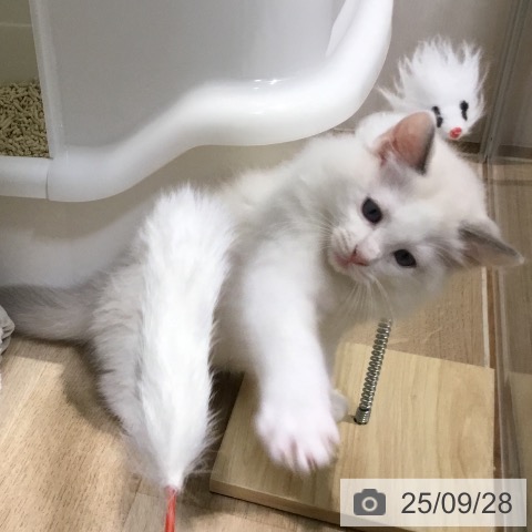 ラグドールの写真