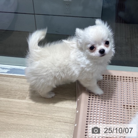 茨城県のチワワ(ロング) (ペッツワン つくば店/2025年7月22日生まれ/男の子/クリームホワイト)の子犬の4枚目の画像