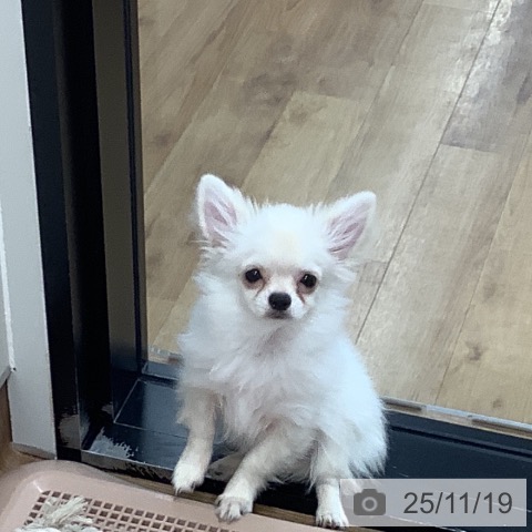 茨城県のチワワ(ロング) (ペッツワン つくば店/2025年7月22日生まれ/男の子/クリームホワイト)の子犬の3枚目の画像