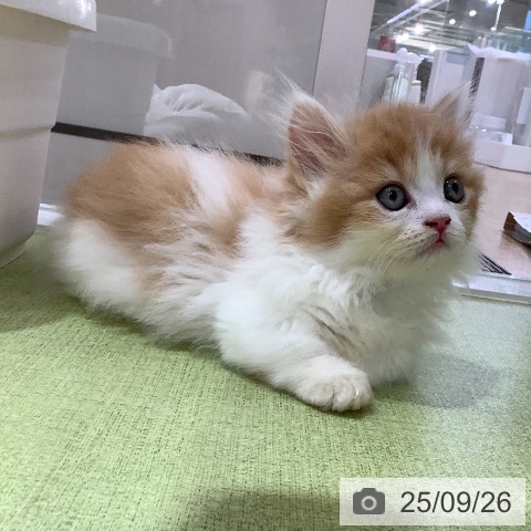 ミヌエットの写真