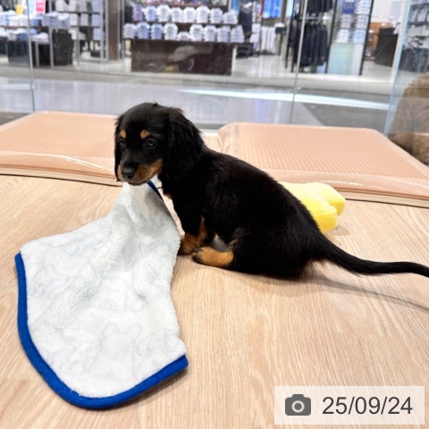 ミニチュア・ダックスフンドの写真