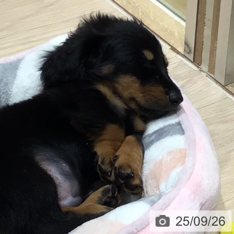 ミニチュア・ダックスフンドの写真