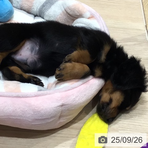 ミニチュア・ダックスフンドの写真