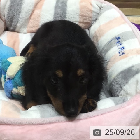 ミニチュア・ダックスフンドの写真