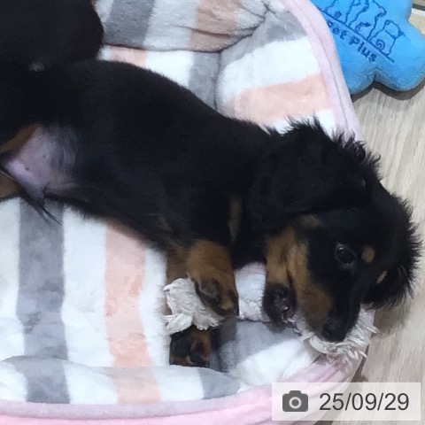 ミニチュア・ダックスフンドの写真