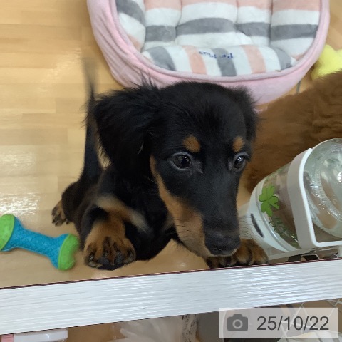 ミニチュア・ダックスフンドの写真