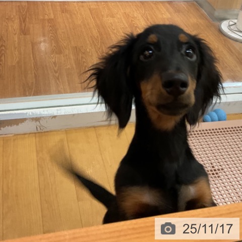 ミニチュア・ダックスフンドの写真