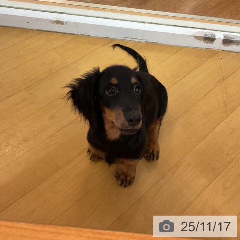 ミニチュア・ダックスフンドの写真