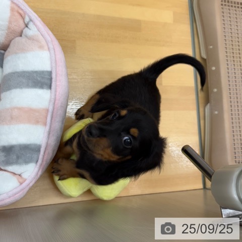 ミニチュア・ダックスフンドの写真