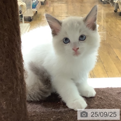 ラグドールの写真