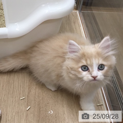 ラガマフィンの写真