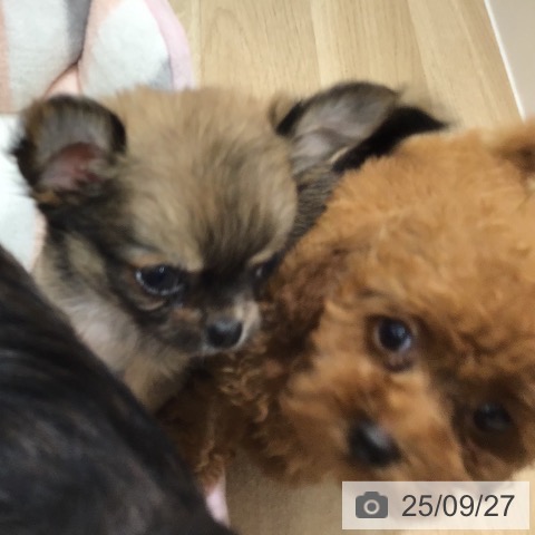 チワワの写真
