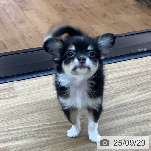 神奈川県のチワワ(ロング) (ペットプラス 天王町店/2025年7月23日生まれ/女の子/ブラックタンホワイト)の子犬の4枚目の画像