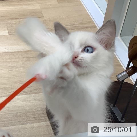 ラグドールの写真