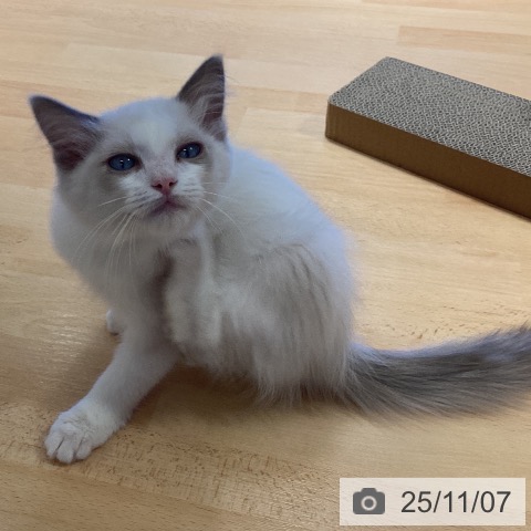 ラグドールの写真